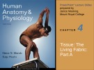 Lecture Human anatomy and physiology - Chapter 4: Tissue - The living fabric (part a)