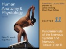 Lecture Human anatomy and physiology - Chapter 11: Fundamentals of the nervous system and nervous tissue (part b)