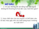 Bài giảng Bài 32: Hiđro Sunfua (Tiết 1)