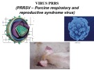 Bài giảng Virus học thú y: Virus PRRS - PGS.TS. Nguyễn Bá Hiên