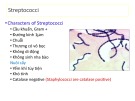Bài giảng Vi khuẩn học thú y: Streptococci - PGS.TS. Nguyễn Bá Hiên