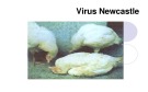 Bài giảng Virus học thú y: Virus Newcastle - PGS.TS. Nguyễn Bá Hiên