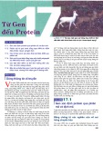 Từ gen đến Protein