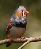 Từ mới các loài chim