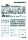 Kỹ thuật trồng bắp trên đất lúa ở đồng bằng Sông Cửu Long