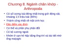 Bài giảng Động vật học - Chương 8: Ngành chân khớp - Arthropoda