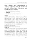 Gene cloning and transformation of Arabidopsis plant to study the functions of the Early Responsive to Dehydration gene (ERD4) in coffee genome