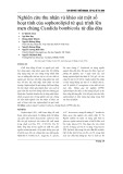 Nghiên cứu thu nhận và khảo sát một số hoạt tính của sophorolipid từ quá trình lên men chủng Candida bombicola từ dầu dừa