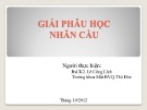 Bài giảng Giải phẫu học nhãn cầu - BS. Lê Công Lĩnh