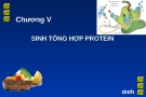 Bài giảng chương 5: Sinh tổng hợp protein