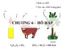 Bài giảng Sinh lý học thực vật - Chương 6: Hô hấp