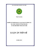 Luận án Tiến sĩ: Nghiên cứu nấm Bipolaris oryzae hại hạt giống lúa thu thập tại một số tỉnh phía Bắc và ven biển miền Trung Việt Nam