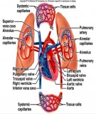 Bài giảng Sinh lý học - Bài 9: Sinh lý tuần hoàn