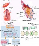 Bài giảng Sinh lý học - Bài 20: Sinh lý cơ