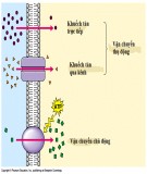 Bài giảng Sinh lý học - Bài 3: Sinh lý tế bào trao đổi chất qua màng tế bào
