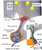 Bài giảng Sinh lý học - Bài 13: Sinh lý nội tiết