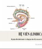 Bài giảng Hệ viền (Limbic) - Bộ phận điều khiển hành vi và động lực thúc đẩy của não bộ