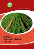  kỹ thuật trồng và chăm sóc cây lạc