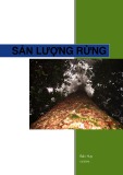 Sản lượng rừng - Bảo Huy