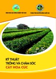 Cây hoa cúc - Kỹ thuật trồng và chăm sóc