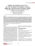 Nghiên cứu chuyển gen tạo rễ tơ cây xáo tam phân (Paramignya trimera) thông qua Agrobacterium rhizogenes K599