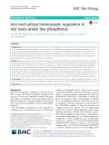 Iron and callose homeostatic regulation in rice roots under low phosphorus