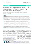 A cytosolic NAD+ -dependent GPDH from maize (ZmGPDH1) is involved in conferring salt and osmotic stress tolerance