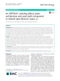 An APETALA1 ortholog affects plant architecture and seed yield component in oilseed rape (Brassica napus L.)