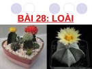 Bài giảng Sinh học 12 - Bài 28: Loài (Đinh Thế Cường)