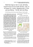 Hình thái nòng nọc loài cóc mày mắt trắng Leptobrachium leucops Stuart, Rowley, Tran, Le & Hoang 2011 (Anura: Megophryidae) ở Vườn quốc gia Bidoup – Núi Bà, tỉnh Lâm Đồng