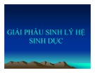 Bài giảng Giải phẫu sinh lý - Bài 10: Giải phẫu sinh lý hệ sinh dục