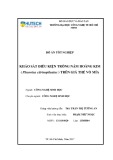 Đồ án tốt nghiệp: Khảo sát điều kiện trồng nấm Hoàng Kim (Pleurotus citrinopileatus) trên giá thể vỏ mía