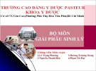 Bài giảng Giải phẫu sinh lý: Giải phẫu sinh lý hệ sinh dục