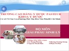 Bài giảng Giải phẫu sinh lý: Thay đổi giải phẫu và sinh lý người mẹ trong lúc mang thai