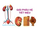 Bài giảng Giải phẫu hệ tiết niêu -  ThS.BS. Võ Nguyên Thủ