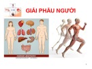 Bài giảng Giải phẫu người - ThS.BS. Võ Nguyên Thủ