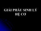 Bài giảng Giải phẫu sinh lý hệ cơ