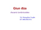 Bài giảng Giun đũa (Ascaris lumbricoides) - TS. Phùng Đức Truyền