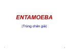 Bài giảng Entamoeba (Trùng chân giả) - TS. Phùng Đức Truyền