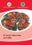 Kỹ thuật thâm canh cây điều - TS. Trần Danh Sửu