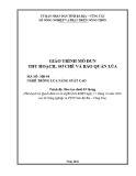 Giáo trình Thu hoạch, sơ chế và bảo quản lúa (Nghề: Trồng lúa năng suất cao) - Sở Nông nghiệp và PTNT tỉnh Bà Rịa – Vũng Tàu