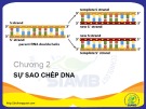 Bài giảng Sinh học phân tử: Chương 2 - Bùi Hồng Quân