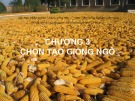 Bài giảng Chọn giống cây trồng ngắn ngày - Chương 3: Chọn tạo giống ngô