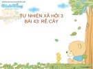 Giáo án điện tử môn Tự nhiên và xã hội lớp 3 - Bài: Rễ cây