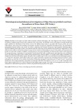 Mineralogical and paleobotanical investigations of Oligo-Miocene petrified wood from the southwest of Thrace Basin (NW Turkey)