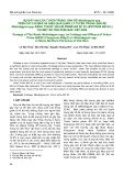 Sự gây hại của tuyến trùng sần rễ Meloidogyne spp. trên cây cải bắp và hiệu quả quản lý tuyến trùng sần rễ Meloidogyne spp. bằng thuốc Velum prime 400 SC (Fluopyram 400 G/L) tại một số tỉnh phía Bắc Việt Nam