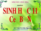 Bài giảng Sinh học 11 - Bài 47: Điều kiện sinh sản ở động vật