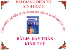 Bài giảng Sinh học lớp 8 bài 45: Dây thần kinh tủy