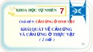 Bài giảng Sinh học 7 bài 27 sách Cánh diều: Khái quát về cảm ứng và cảm ứng ở thực vật