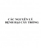 Bài giảng Bệnh cây học